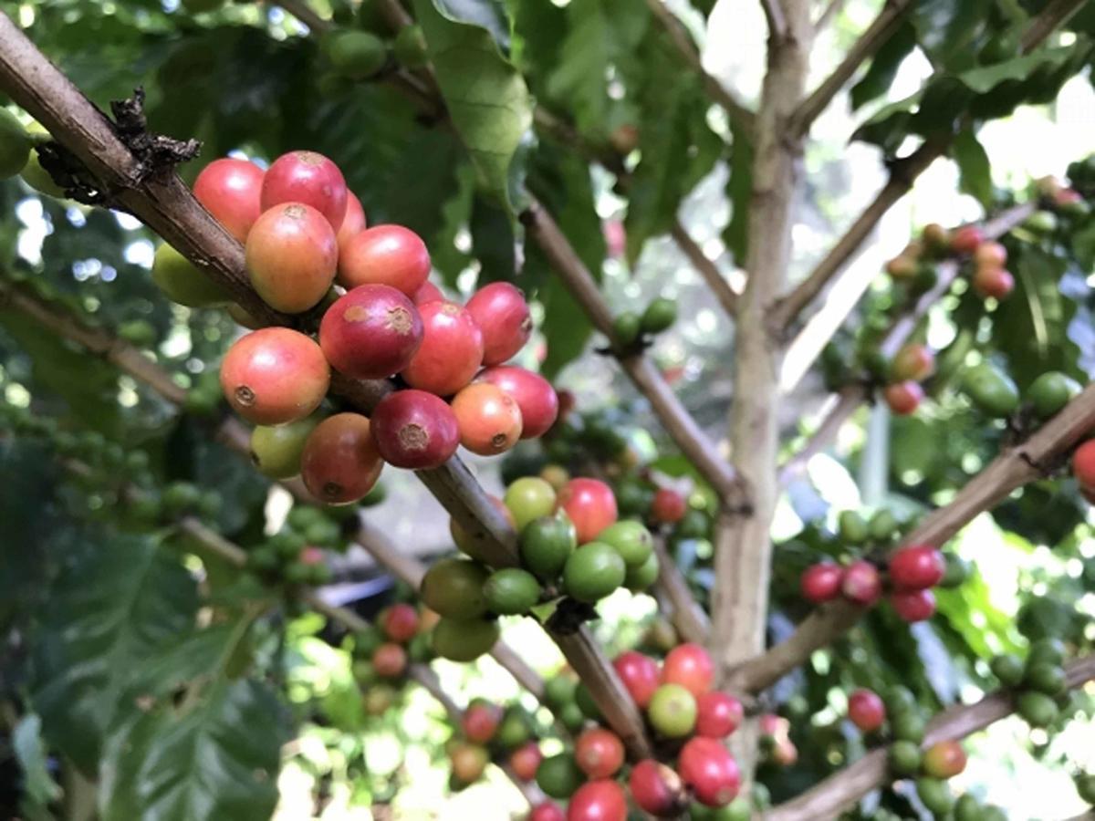 Matayoshi Coffee Farm Villa Higashi Eksteriør billede