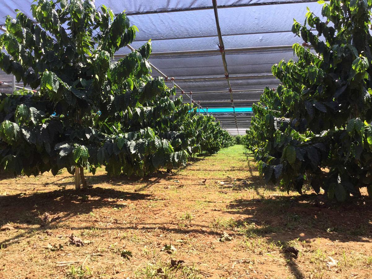 Matayoshi Coffee Farm Villa Higashi Eksteriør billede