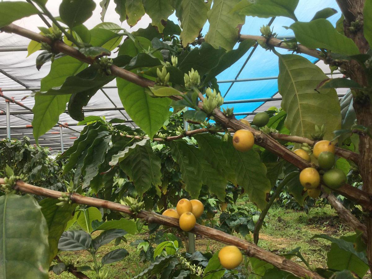 Matayoshi Coffee Farm Villa Higashi Eksteriør billede